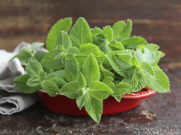 Coltivazione della menta