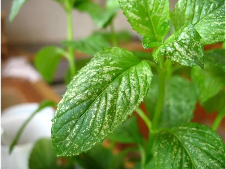 I nemici della menta