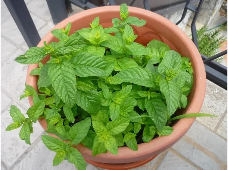 Proprietà della menta