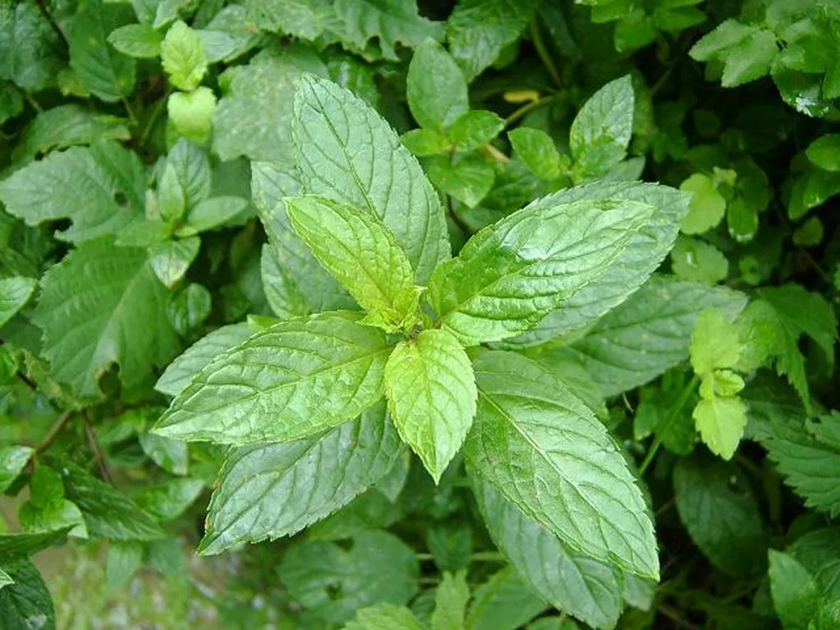 Caratteristiche della menta