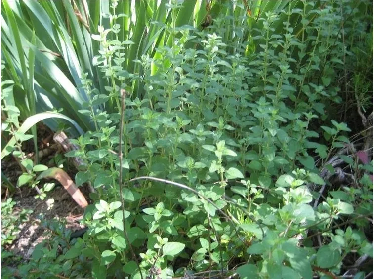Pianta di origano