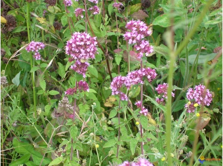 Origano in fiore