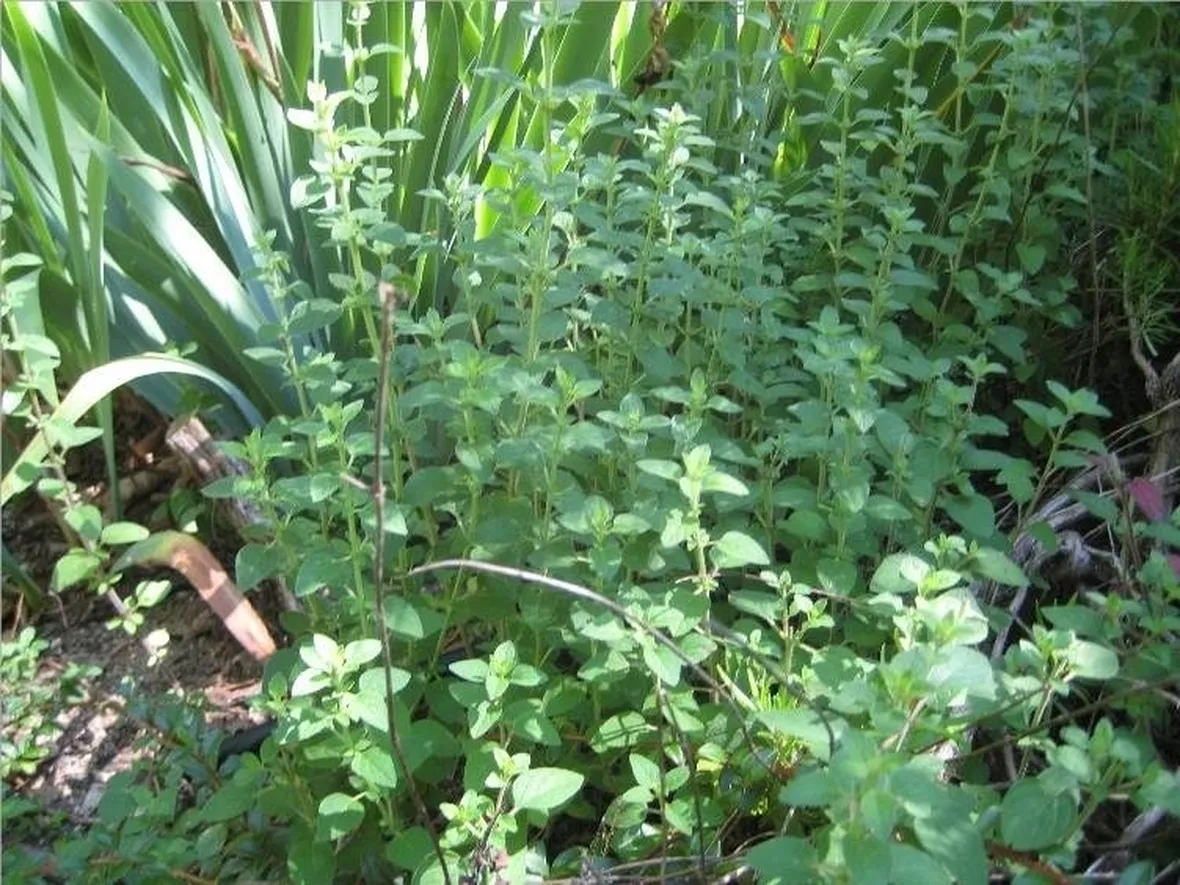 Pianta di origano