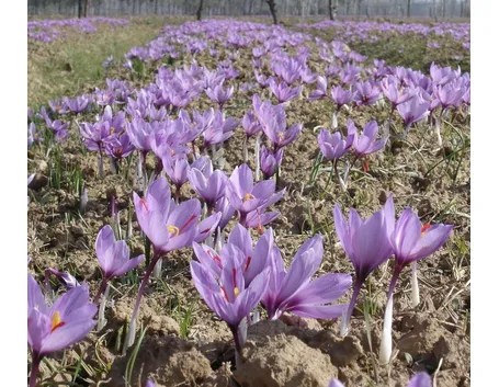 Fiori di zafferano