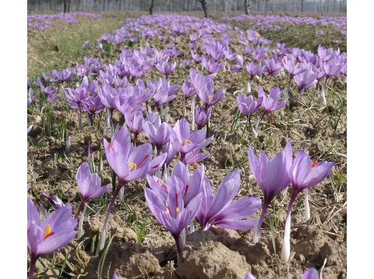 Fiori di zafferano