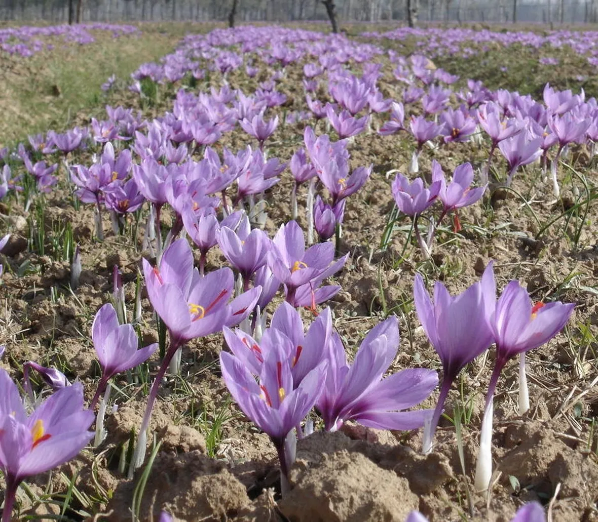 Fiori di zafferano