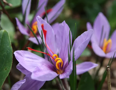 Fiori di crochi con stimmi di zafferano
