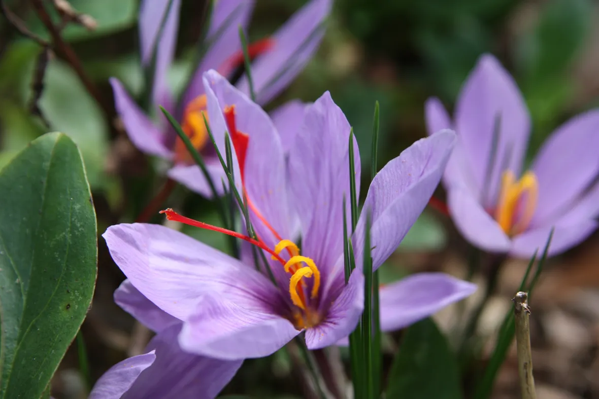 Fiori di crochi con stimmi di zafferano