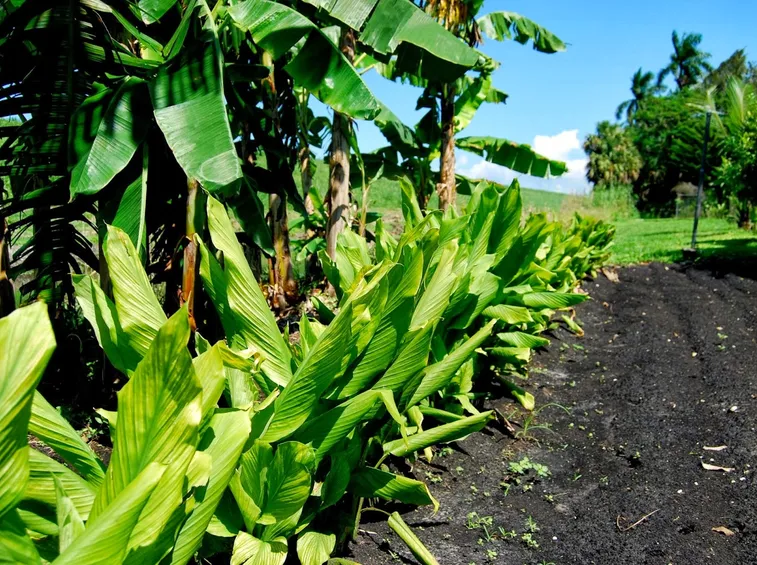 Piante curcuma