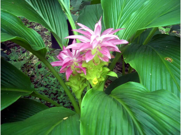 Fiore piante aromatiche
