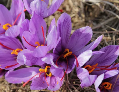 Bellissimi fiori di zafferano