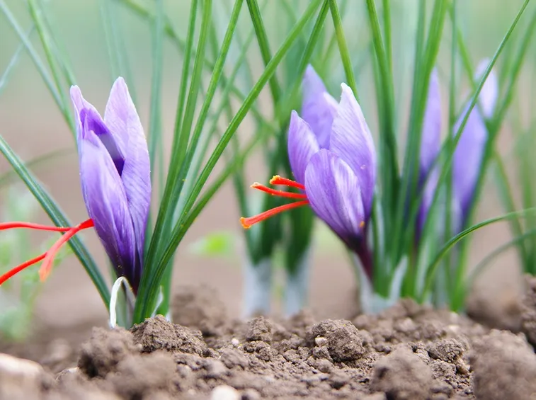 Fila di fiori di zafferano
