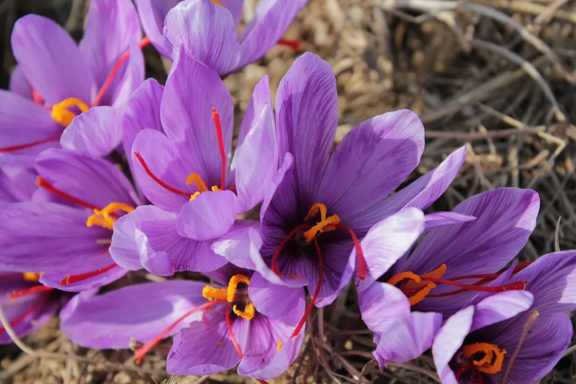 Bellissimi fiori di zafferano