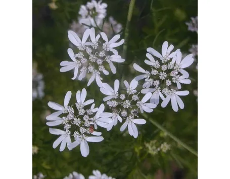 coriandolo