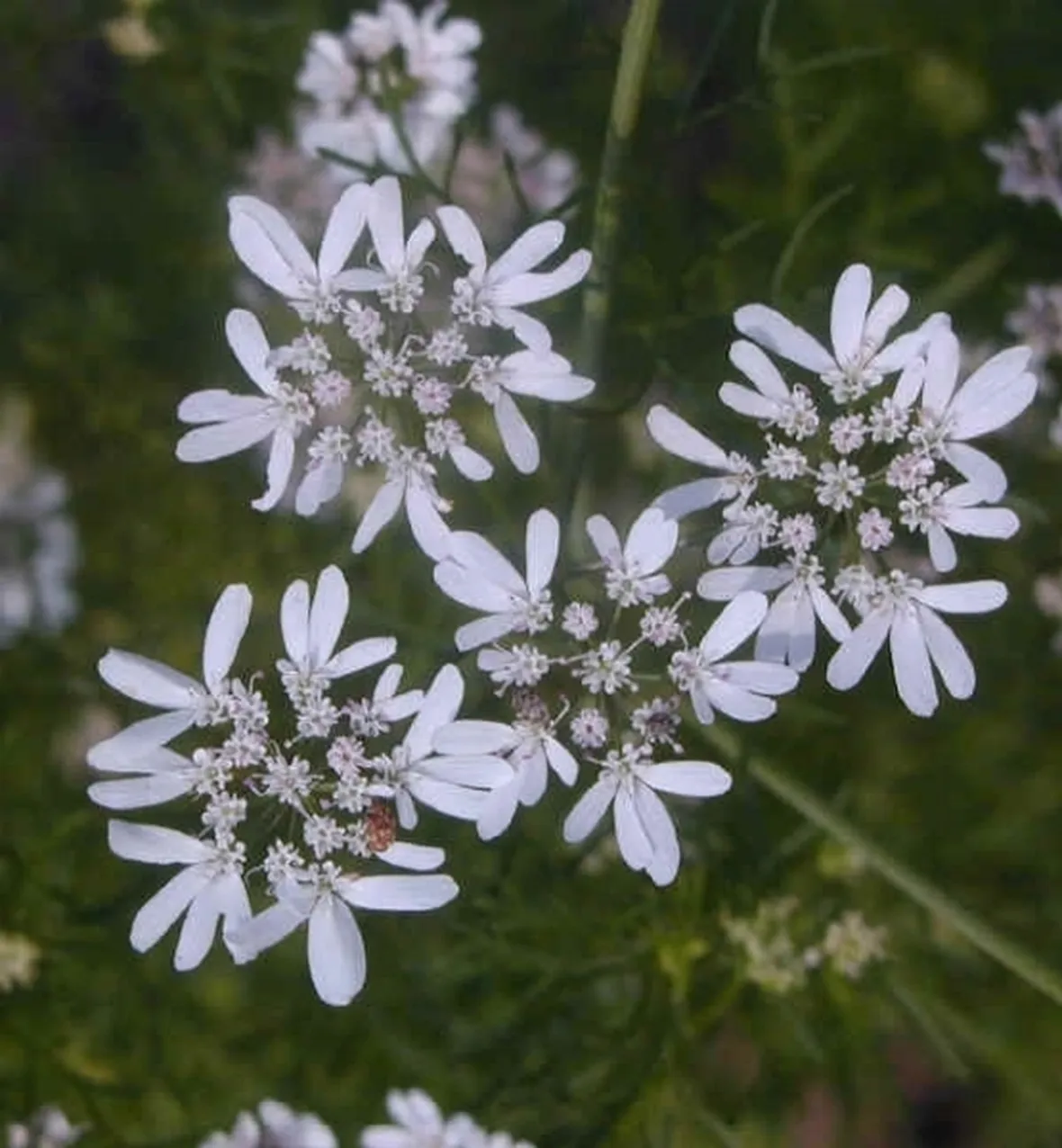 coriandolo