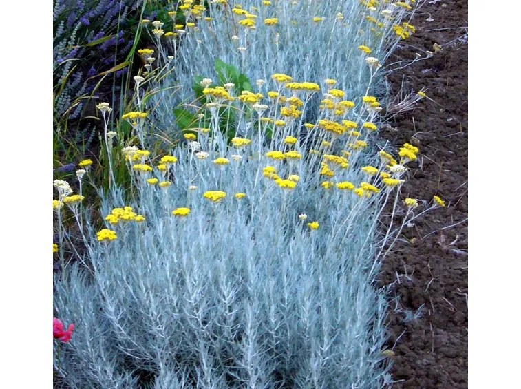 Elicriso fiorito