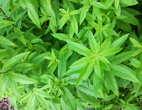 Pianta erba Luisa