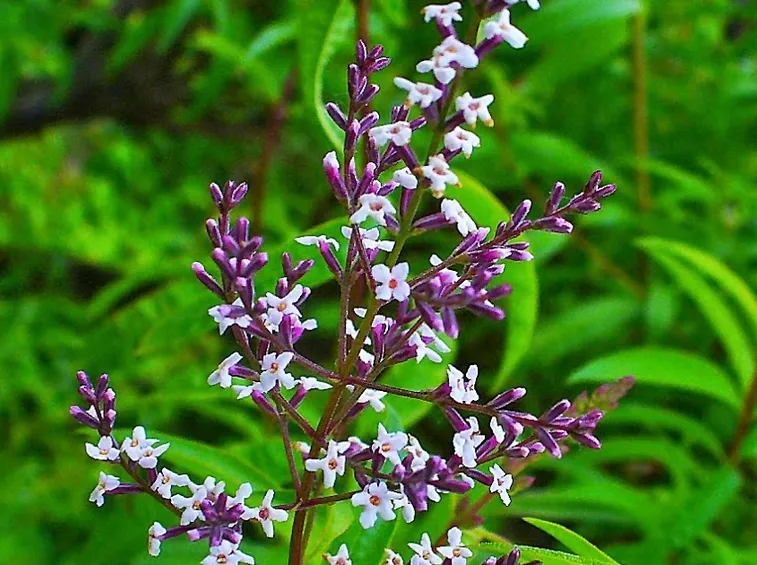 Citronella fiore