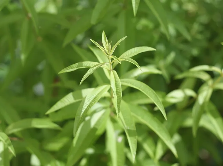 Piante aromatiche