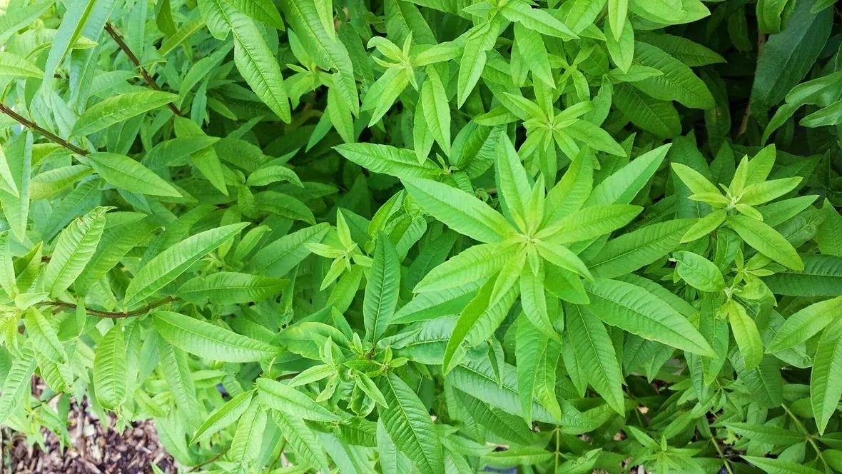 Pianta erba Luisa