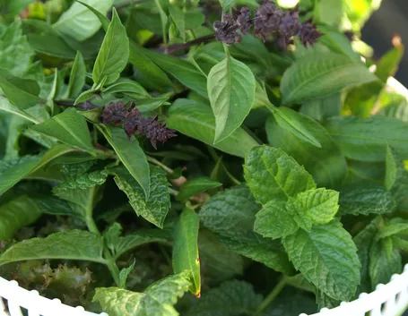 Raccolta erbe aromatiche