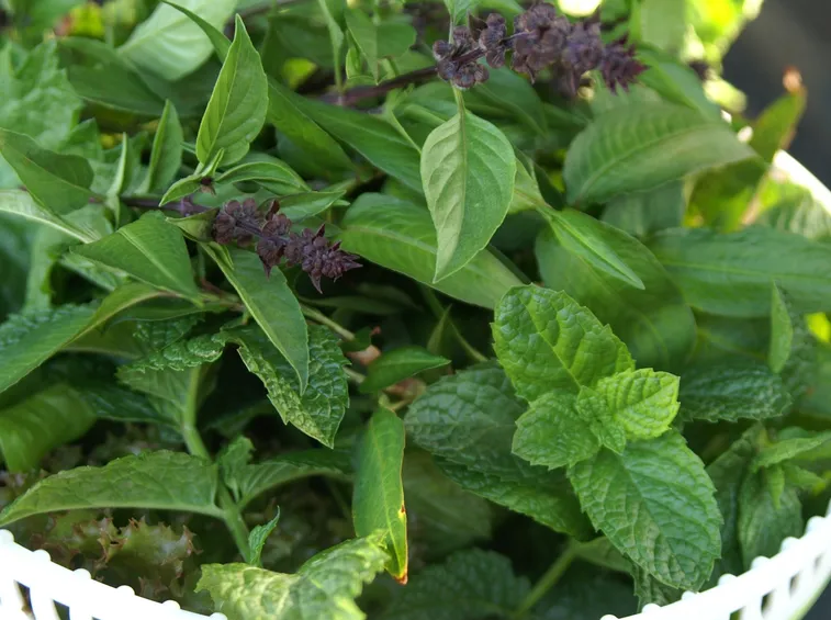 Raccolta erbe aromatiche
