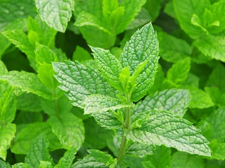 Menta