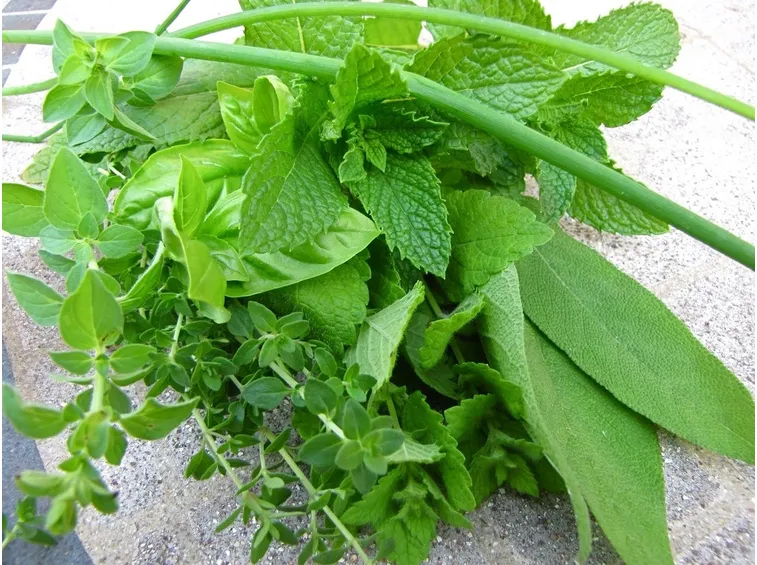 Mazzetto di erbe aromatiche