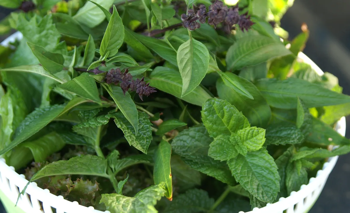 Raccolta erbe aromatiche