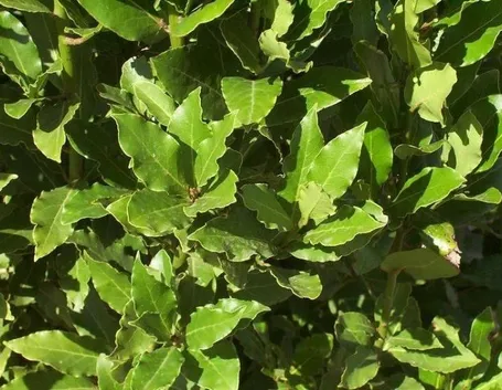 piante aromatiche: l'alloro