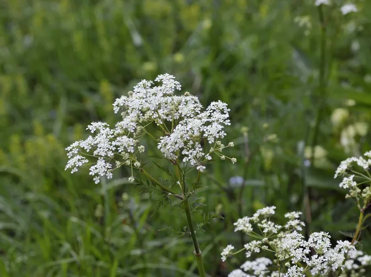 piante aromatiche: il cumino