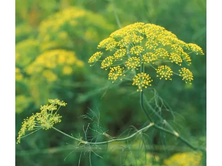 piante aromatiche: il finocchio selvatico