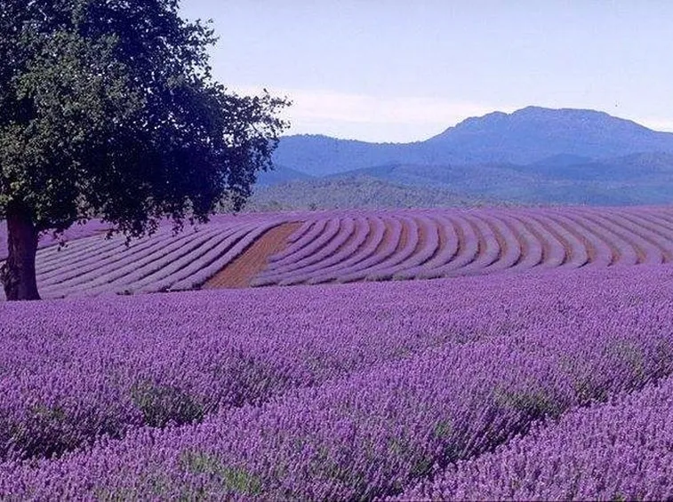 piante aromatiche: la lavanda
