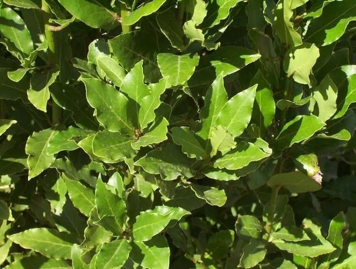 piante aromatiche: l'alloro