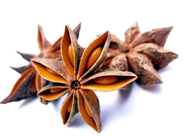 Frutto di anice stellato