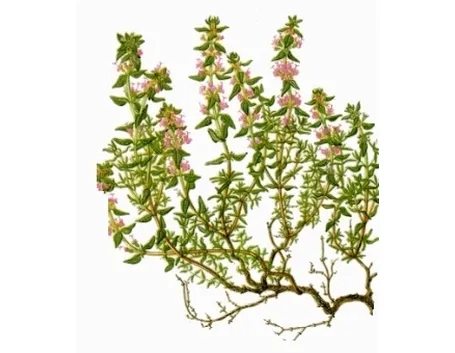 erbe aromatiche