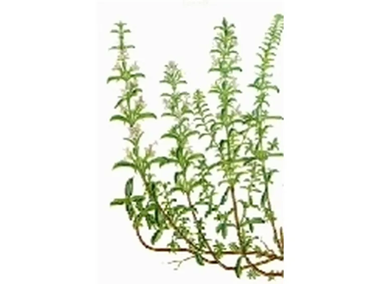erbe aromatiche 2