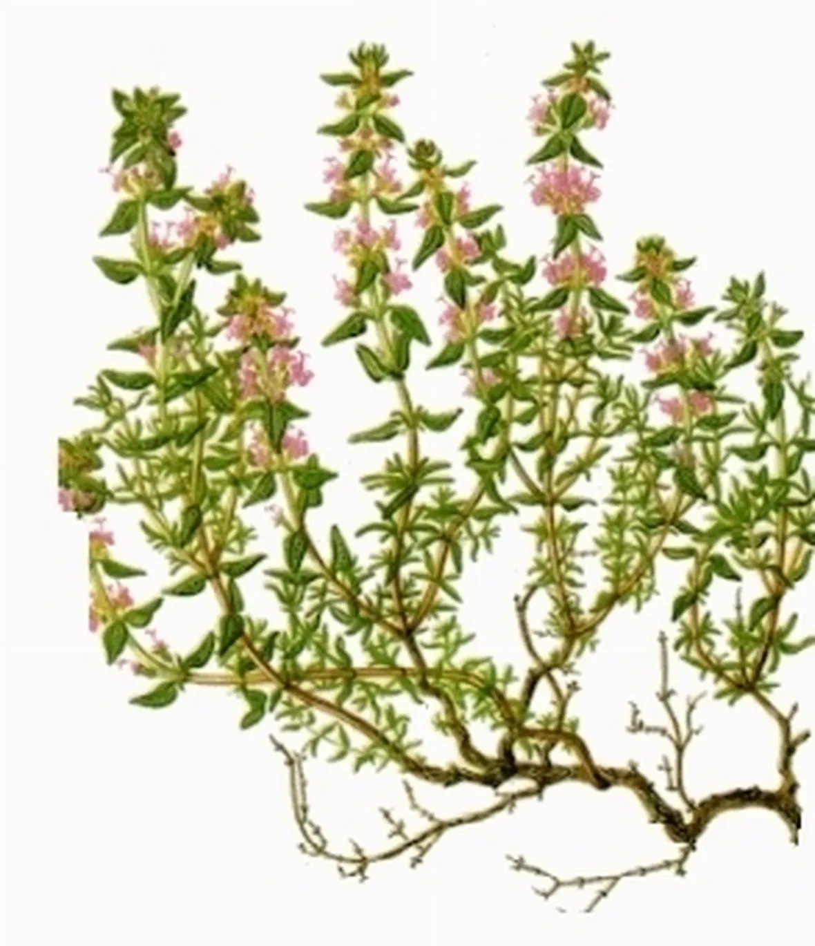 erbe aromatiche