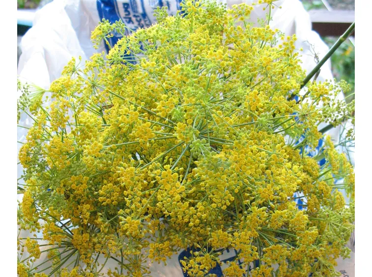 Fiori finocchio selvatico