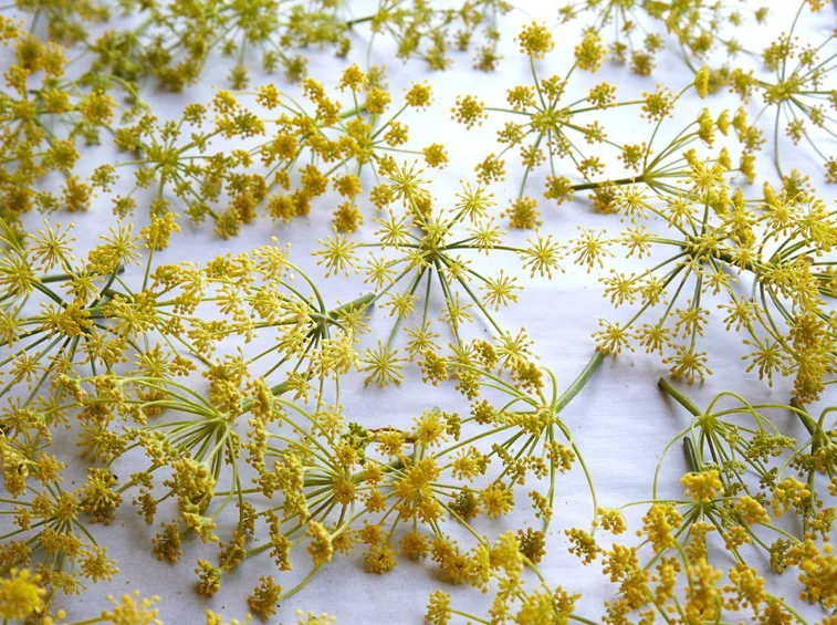Fiori essiccati
