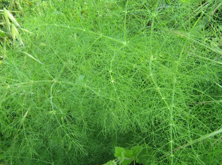 Finocchio selvatico spontaneo