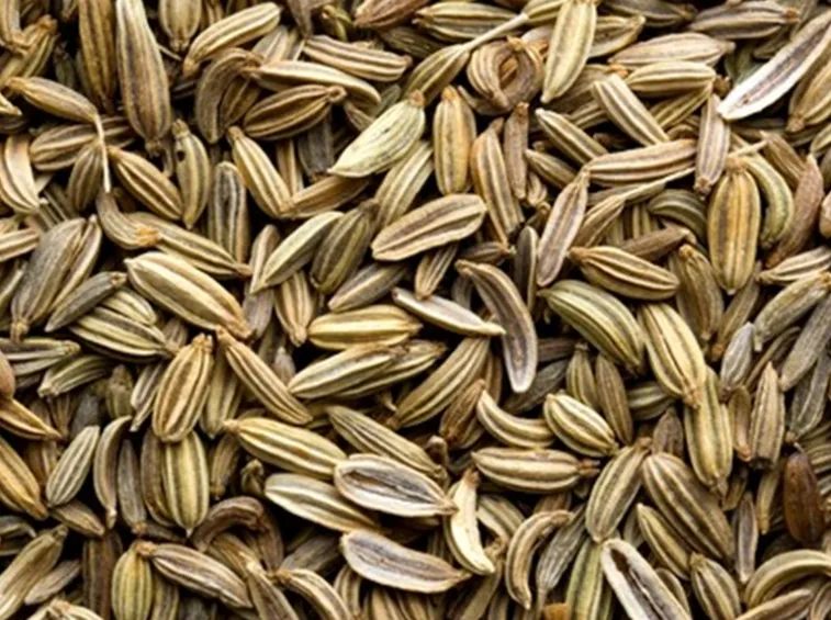 Semi finocchietto