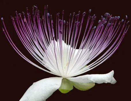 fiore del cappero fioritura