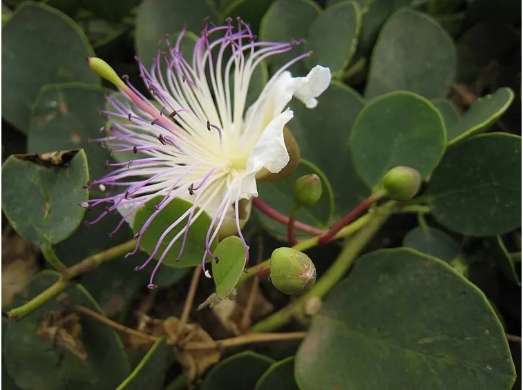 capperi fiore e frutto