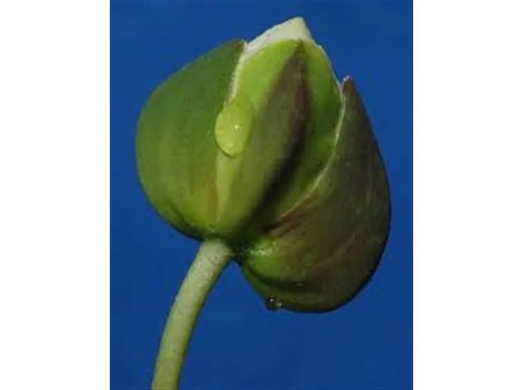 bocciolo fiore del cappero