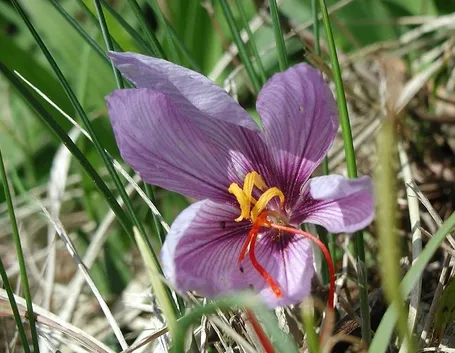 Fiore Crocus con pistilli visibili