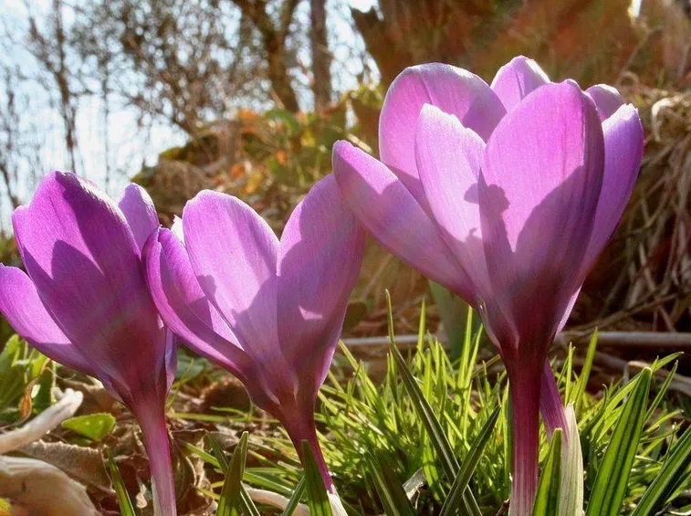 Esemplari di Crocus savitus