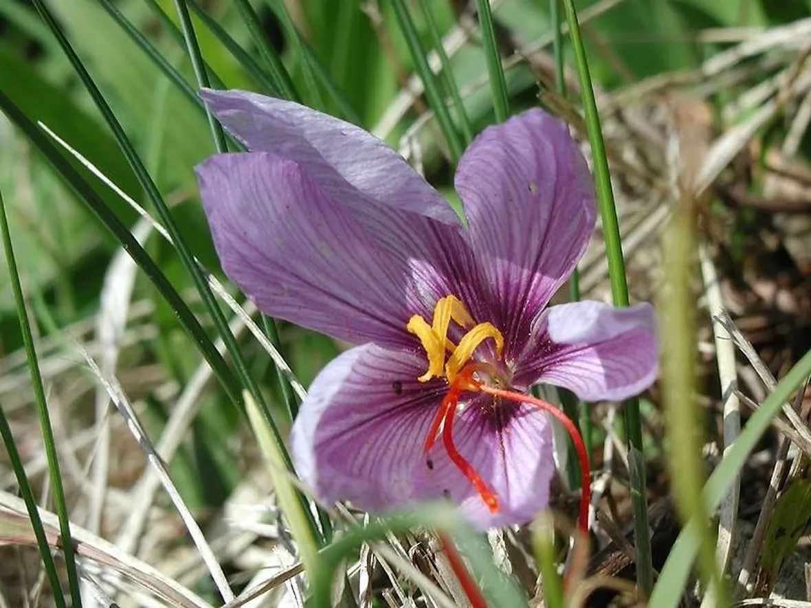 Fiore Crocus con pistilli visibili