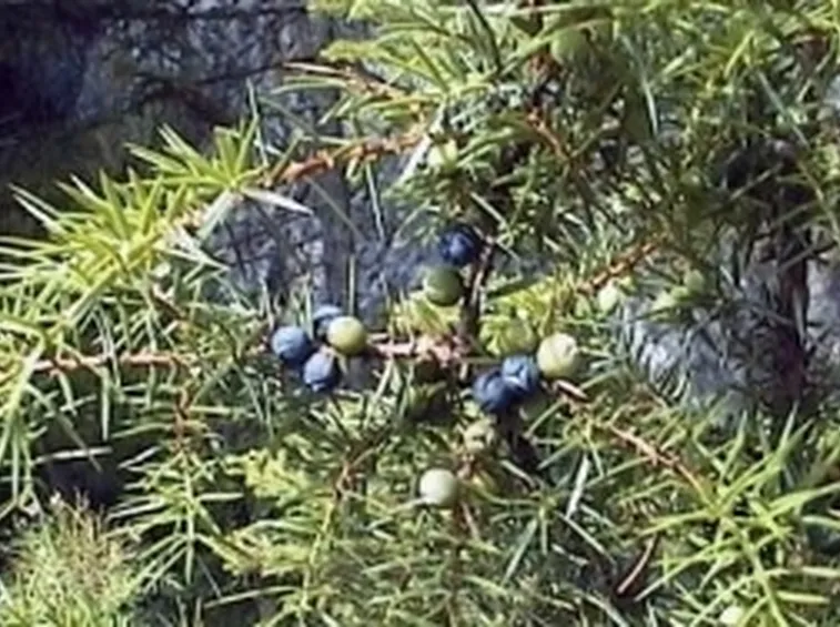 ginepro2