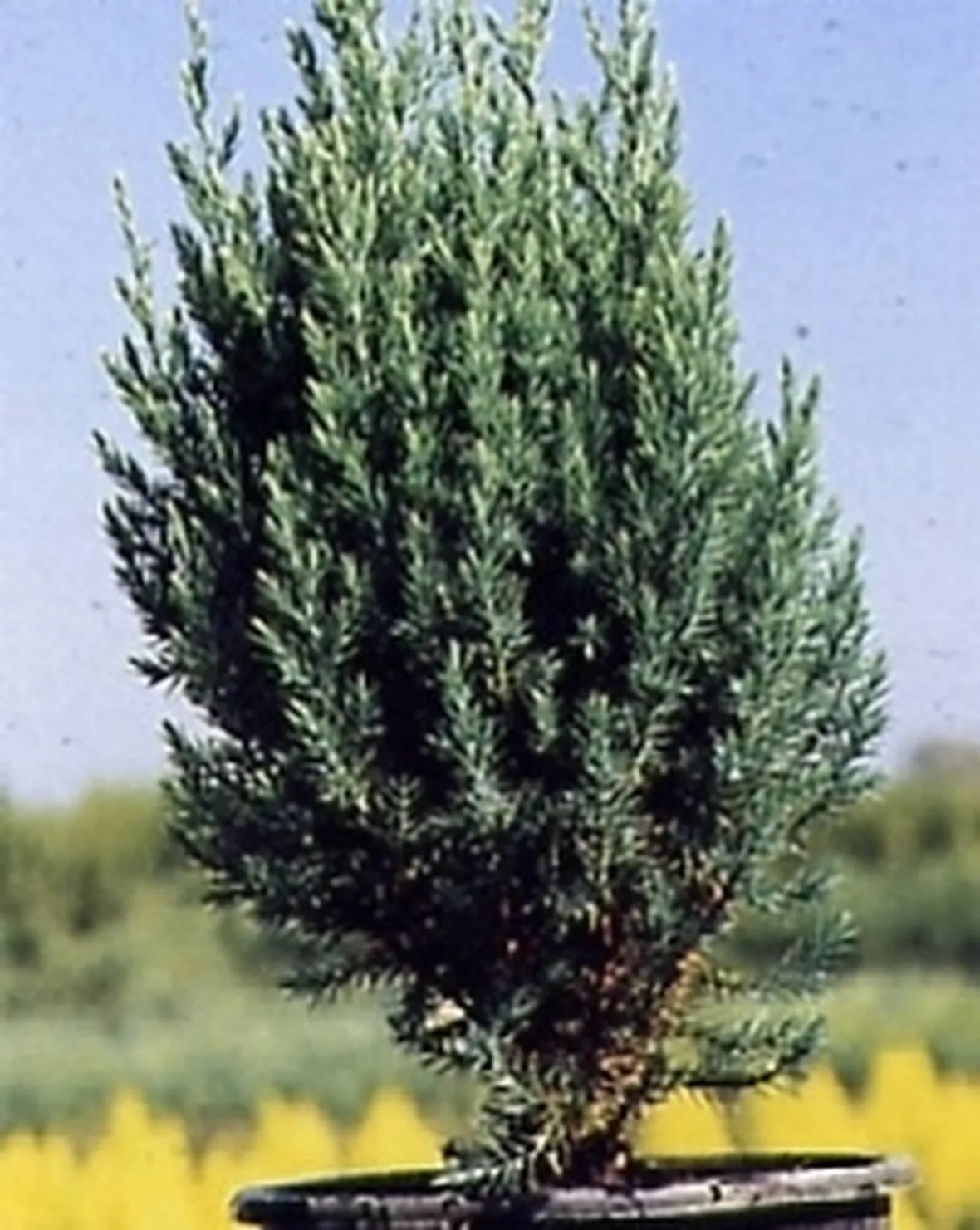 ginepro